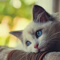 Avatar của người chơi Liễu Thùy My tại 29bet
